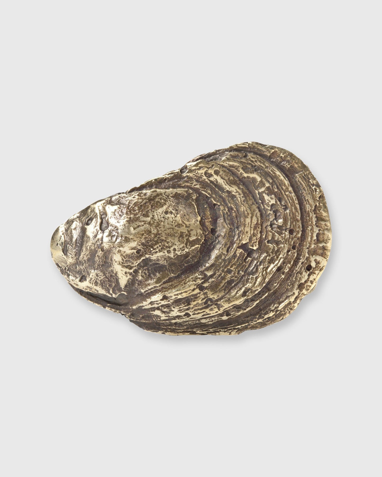 Oyster Shell Belt Buckle in Brass